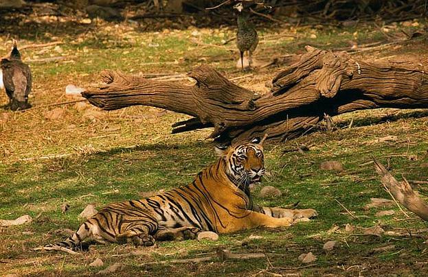  p>华南虎 (拉丁学名: i>panthera tigris amoyensis /i> )是中国特有