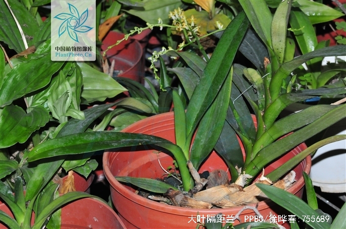  p>大叶隔距兰(学名: i>cleisostoma racemiferum /i> (lindl.