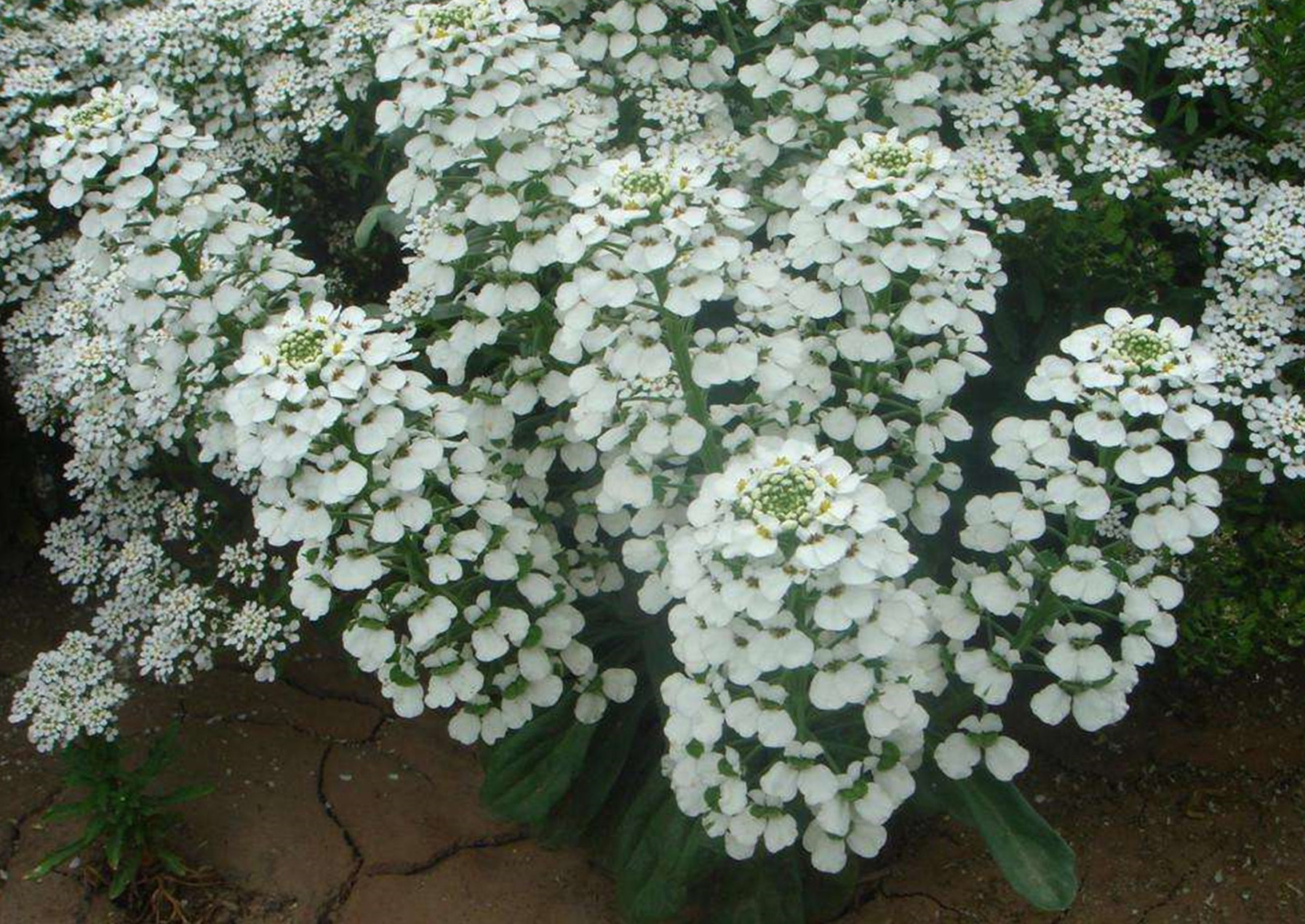 蜂室花(蜂室花种子的种植方法)