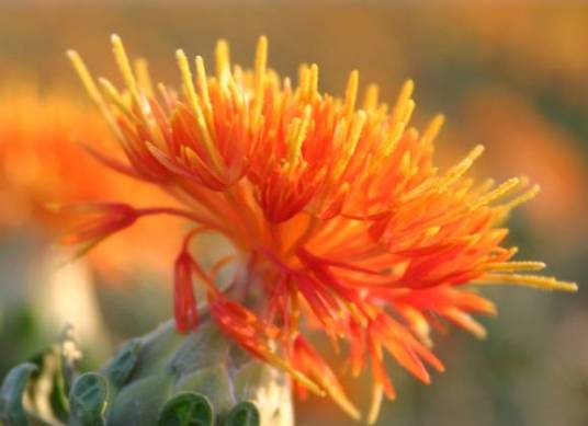 红花 桔梗目菊科植物 百度百科