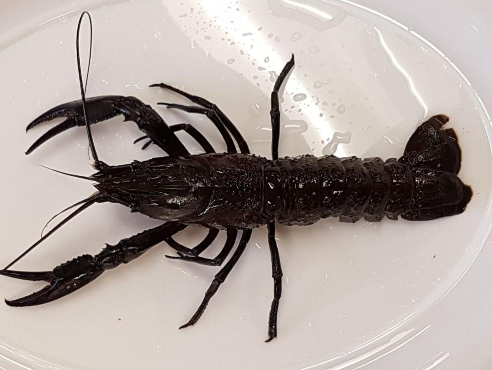  p>马龙螯虾(cherax cainii-marron),世界第三大淡水螯虾,生活在澳洲