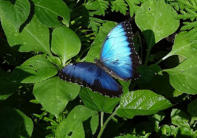  p>海伦闪蝶morpho helenor (e.