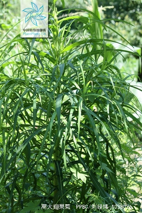  p>高大翅果菊(学名: i>pterocypsela elata /i> (hemsl.