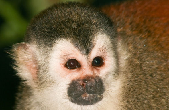 black-crowned central american squirrel monkey