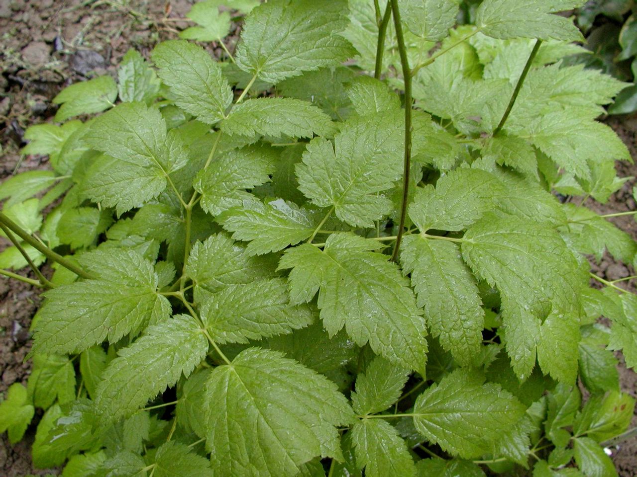  p>荏弱毛茛,多年生草本植物.