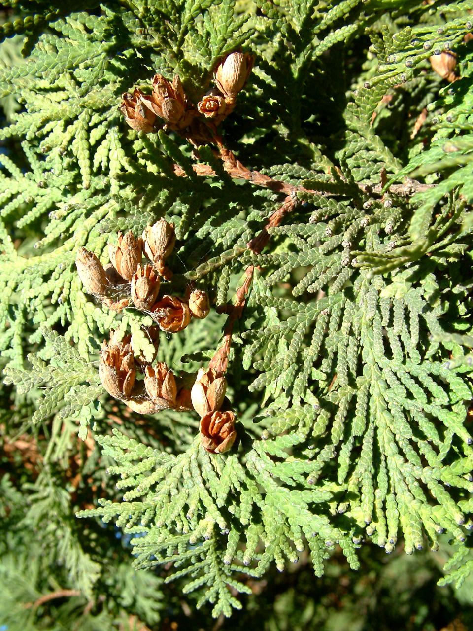 是柏科崖柏属植物,乔木,在原产地高达20米;树皮红褐色或桔红色,稀呈