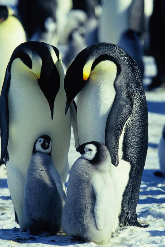  p>《帝企鹅日记》是由吕克·雅克执导的一部生态纪录片,于2005年1月