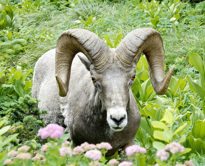  p>内华达山脉大角羊(学名: i>ovis canadensis sierrae /i>):是大角