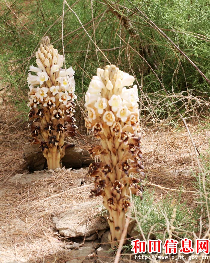  p>沙苁蓉,植株高15--70厘米.