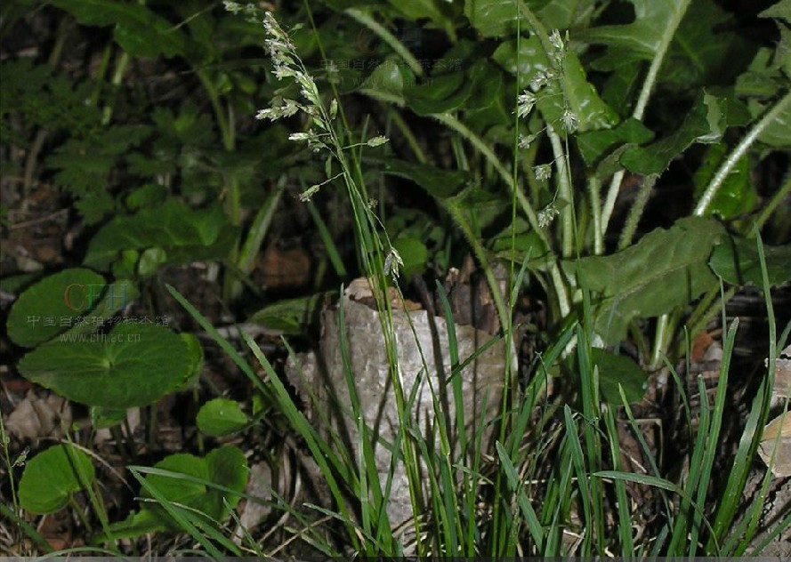  p>早熟禾(学名: i>poa annua /i> l.