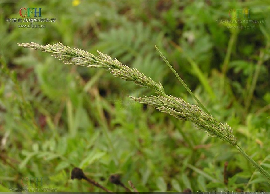  p>早熟禾(学名: i>poa annua /i> l.