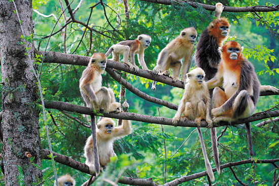 roxellanae /i>,英文名:golden snub-nosed monkey),别名狮子鼻猴, a