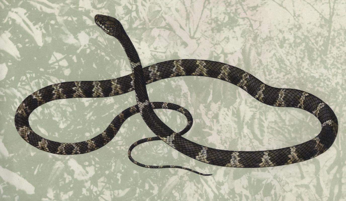  p>青环海蛇( i>hydrophis cyanocinctus /i>),前沟牙类剧毒蛇.长1.