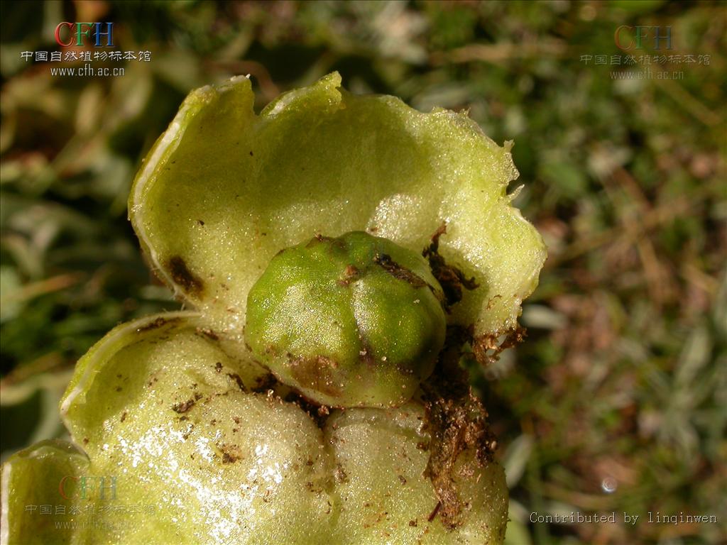  p>马尿泡属( a target="_blank" href="/item/学名/8074290" data