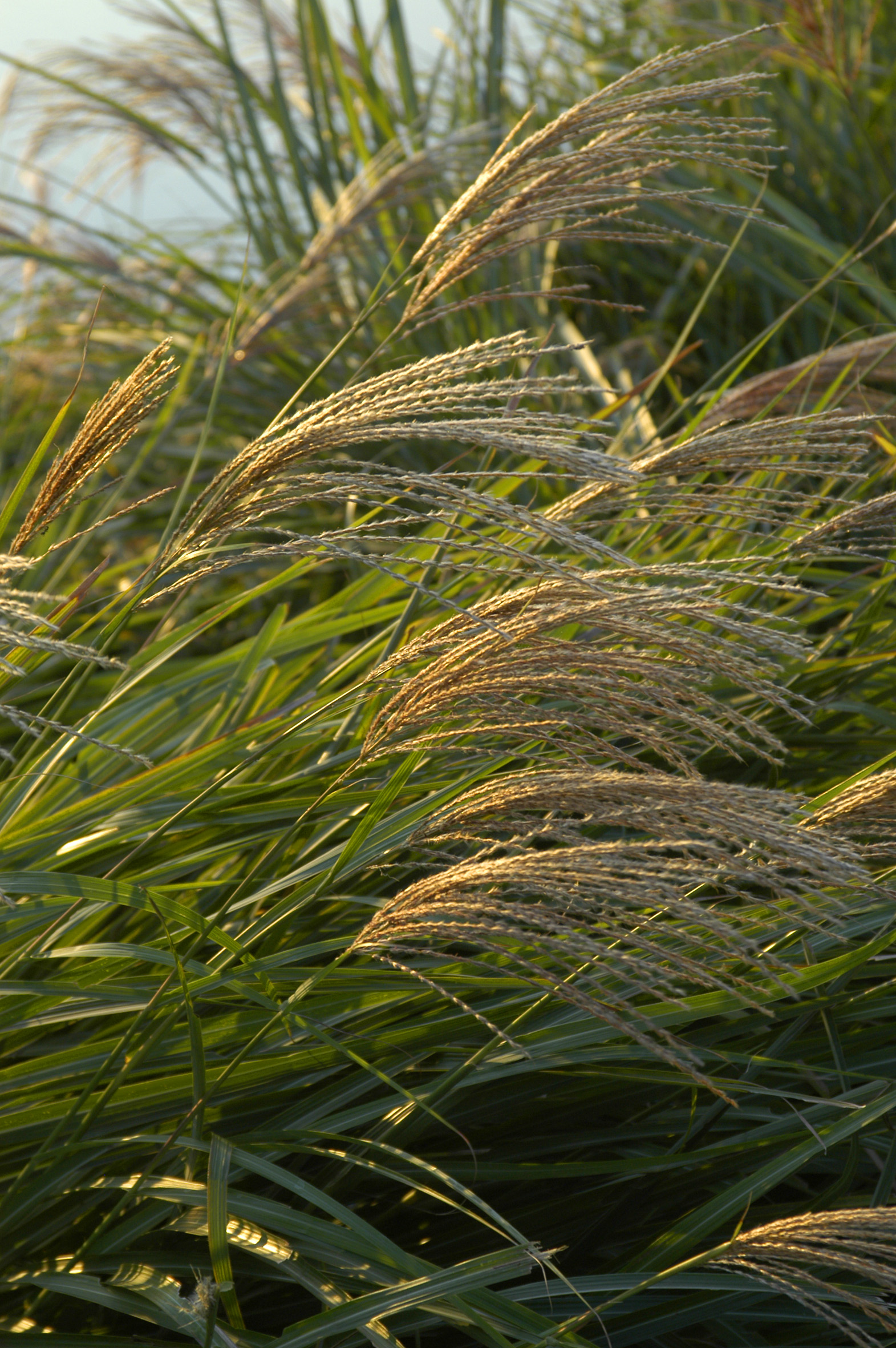  p> b> a href="#" data-lemmaid="10320818">芒草 /a> /b>(学名