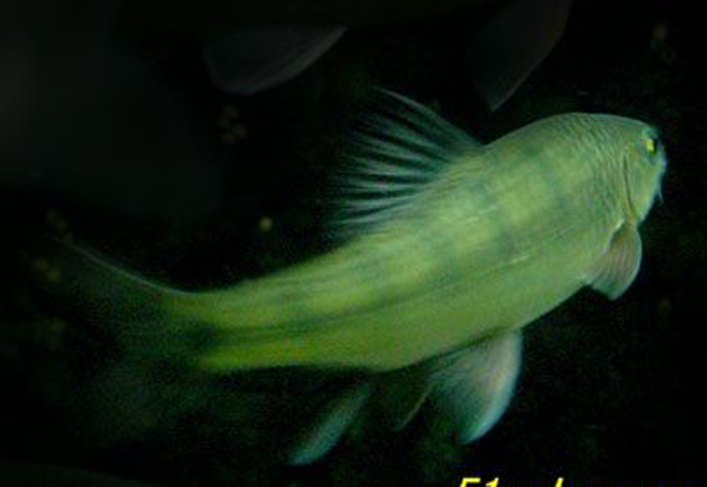  p>异龙鲤(学名: i>cyprinus /i> ( i>mesoc