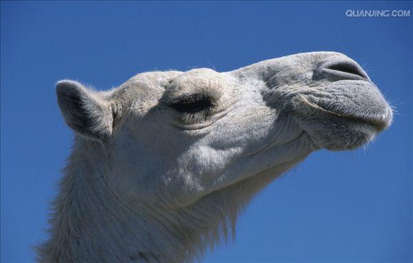 >camelus dromedarius /i>):体长约3米,高2米以上,因有一个驼峰而得名