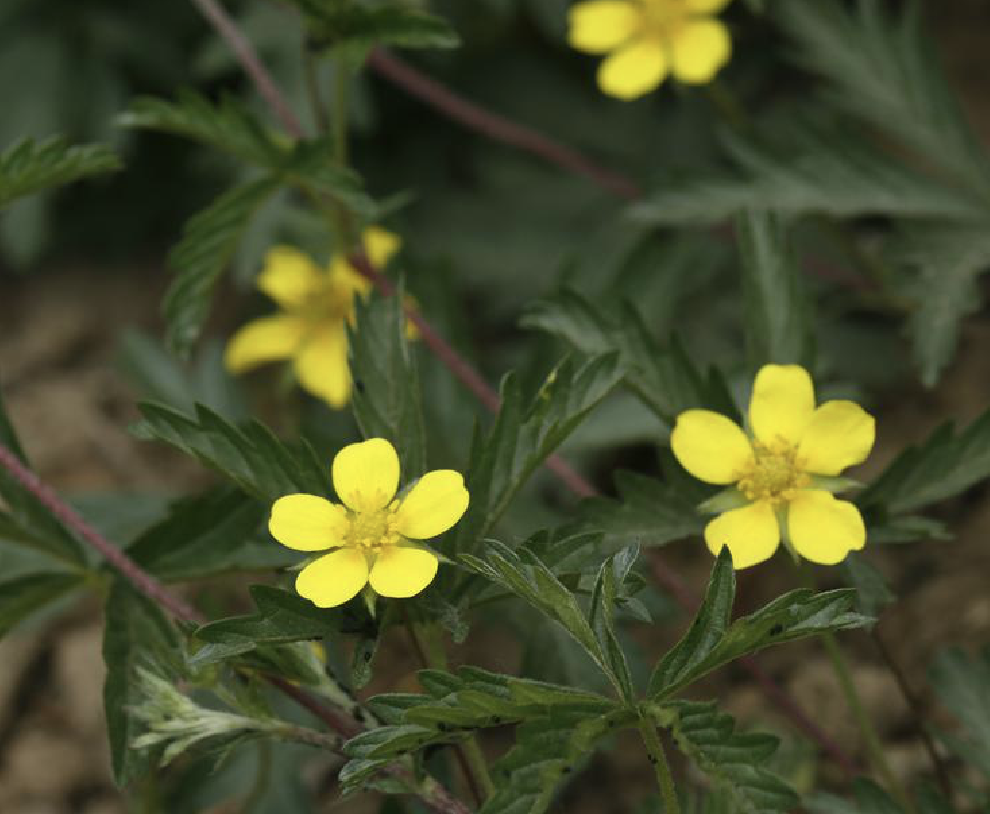 potentilla flagellaris