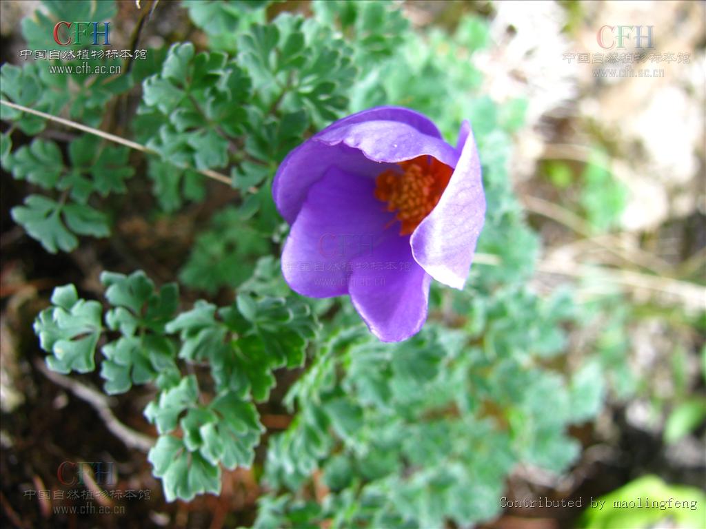  p>拟耧斗菜属,所属植物界,属毛茛科,毛莨目. /p>