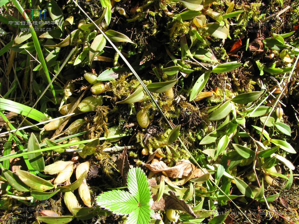  p>岩生石仙桃(学名: i>pholidota rupestris  /i>hand.-mazz.