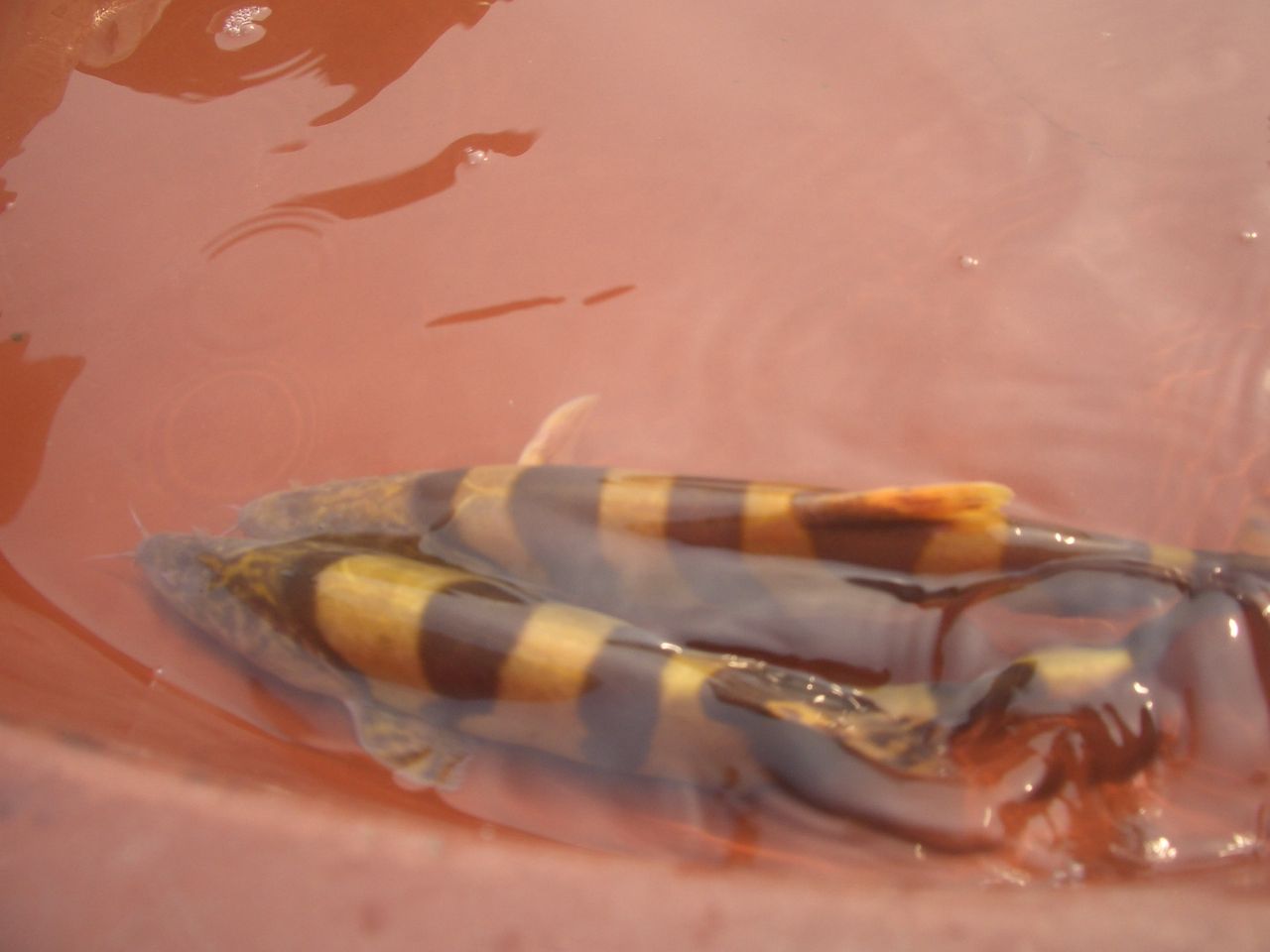  p>中华沙鳅(学名: i>sinibotia superciliaris /i>)是鳅科沙鳅属的一