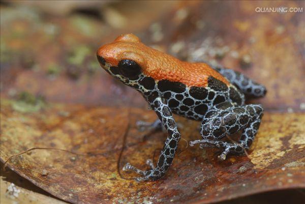 网纹箭毒蛙