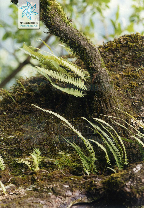  p>濑水龙骨(学名: i>polypodiodes lachnopus /i>)是水龙骨科水龙骨