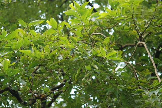  p>诃子属(学名: i>terminalia  /i>linn.