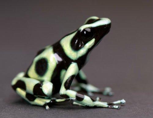 明亮黑绿箭毒蛙