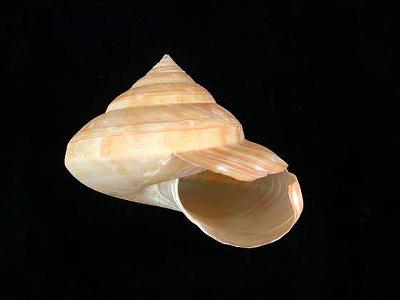 machii)为 a target="_blank" href="/item/翁戎螺科">翁戎螺科 /a