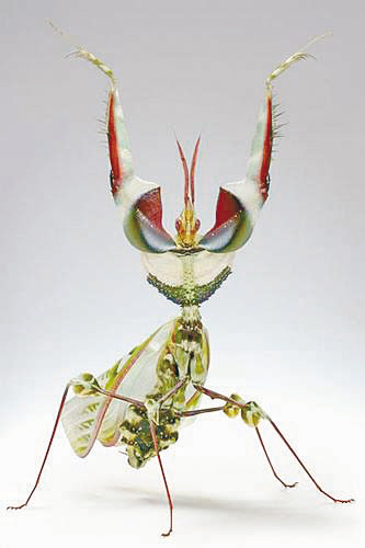 魔花螳螂的身体五彩斑斓,红,白,蓝,紫,黑纵横交错,艳丽无比,不过,如此