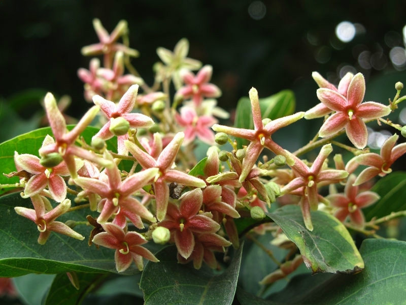  p>假苹婆(学名: i>sterculia lanceolata /i> cav.