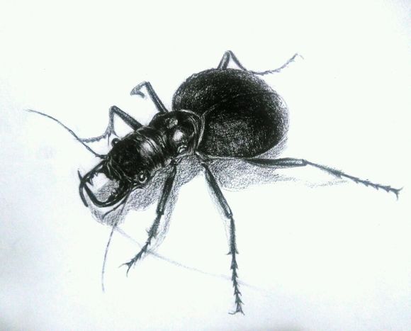 data-ctrid="tikxwd6hi1bs">大王虎甲是全球最大的食肉甲虫,被称为"