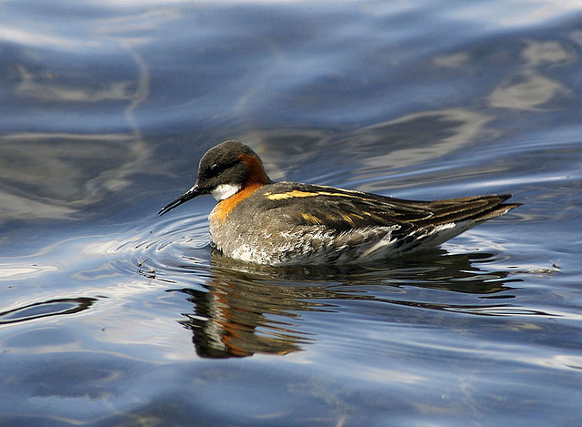  /a>, a href="#" data-lemmaid="16615978">瓣蹼鹬属 /a>的小型水禽