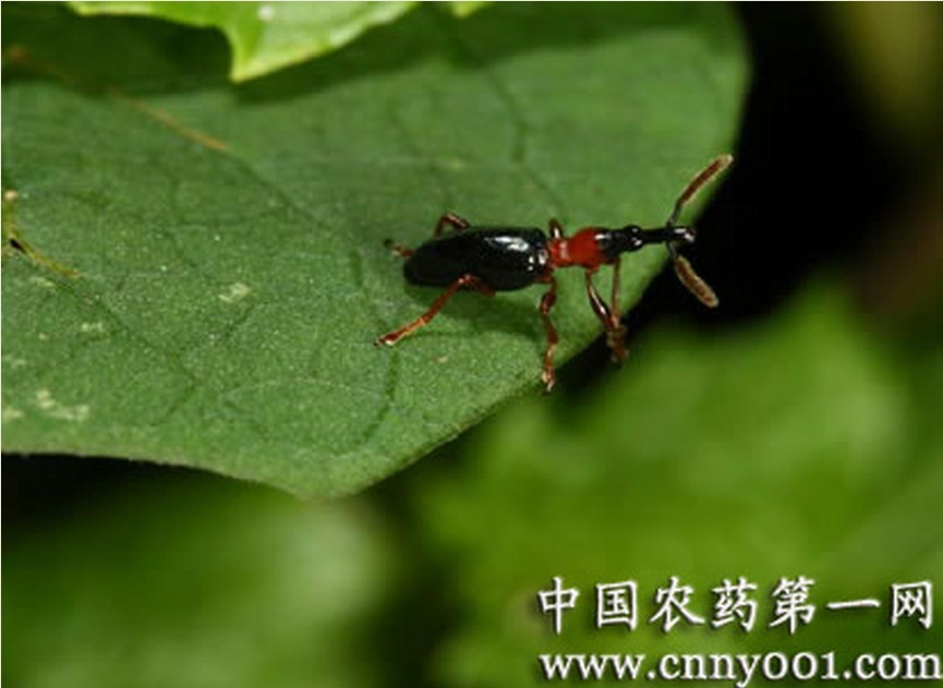 甘薯蚁象甲