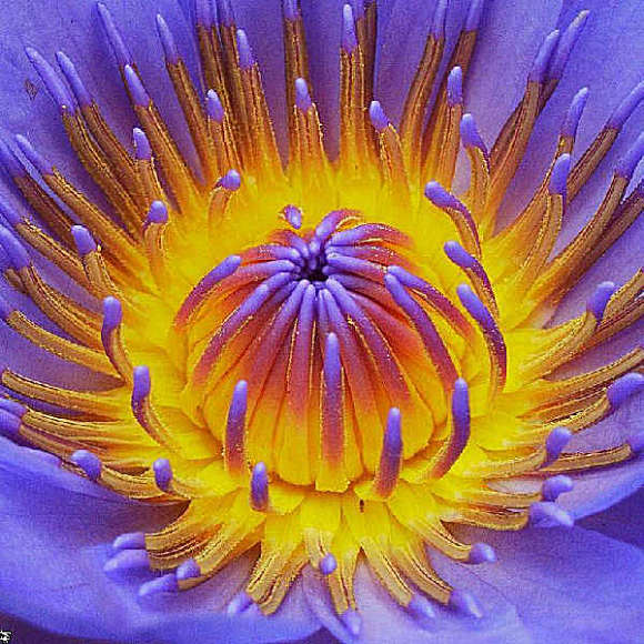 睡火莲(睡火莲的花语和寓意)