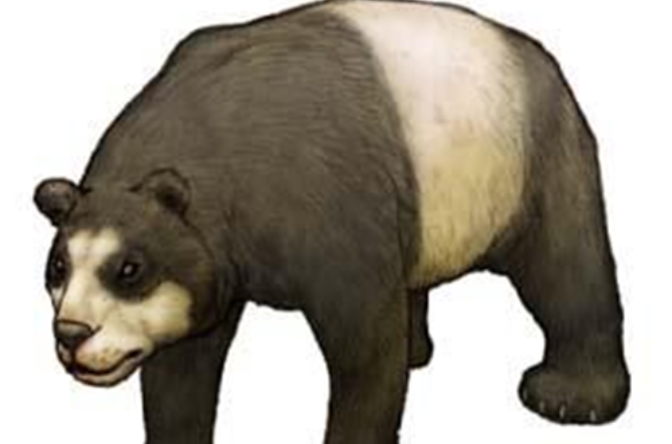 始熊猫(ailuaractoslufengensis)