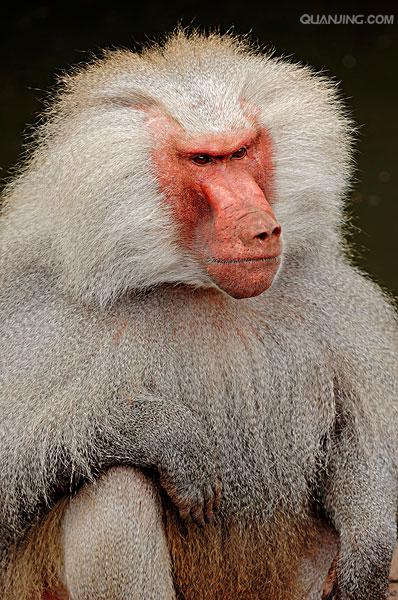  p data-id="timqe5uqzzyd">狒狒是灵长目猴科狒狒属哺乳动物的统称.