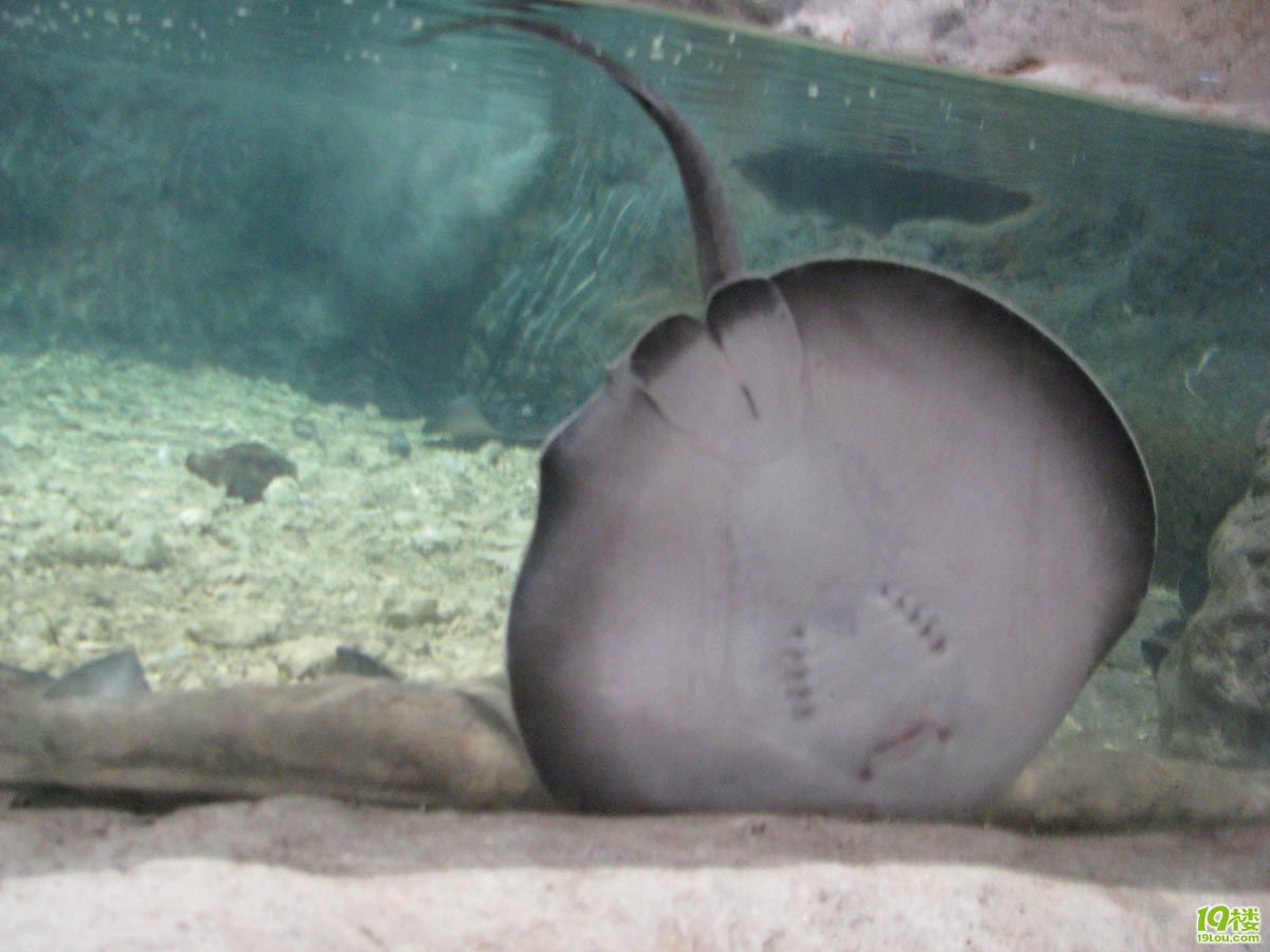 1838),指的是 a href="#" data-lemmaid="3516708">脊索动物门 /a>