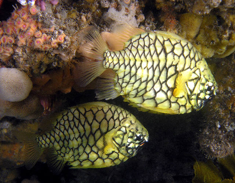  p>松球鱼为暖水性底层海鱼,因体被大栉鳞,形似松果球而得名.