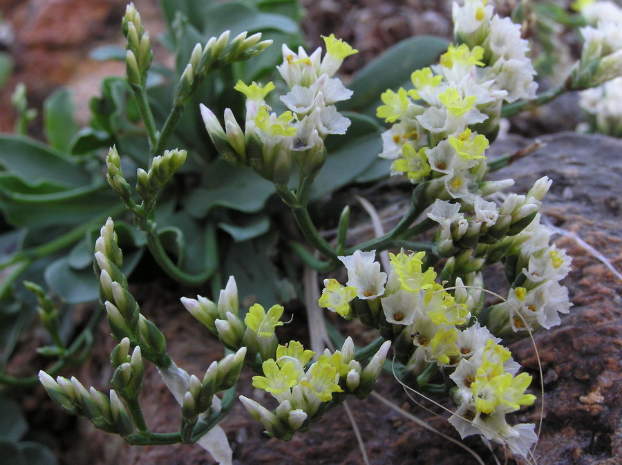  p> b>青藤公 /b>(学名: i>ficus langkokensis /i>)为桑科榕属的植物