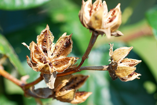 是锦葵科,木槿属常绿灌木或乔木,高4-10米,胸径粗达60厘米;树皮灰白