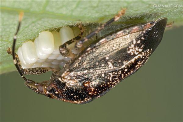  p>半翅目是 a target="_blank" href="/item/胸喙亚目/944904" data