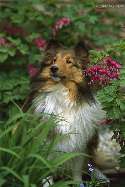 shetland sheepdog