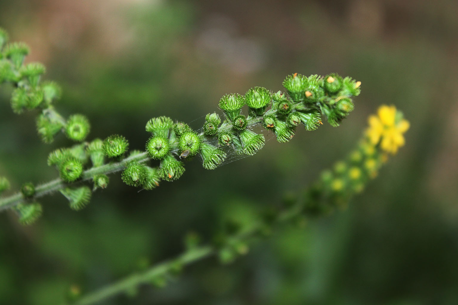 龙芽(龙芽肝泰主治什么病)