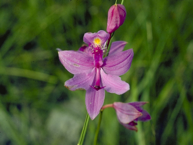  p>美须兰属(学名:calopogon )是 a target="_blank" href="/item/兰