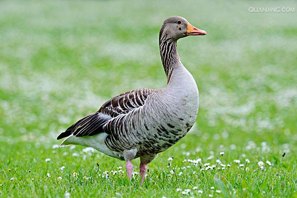 华北的一种有额疱的野鹅演化而来,是我国古老而稀有的优良家禽品种