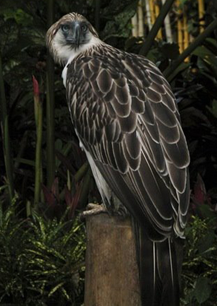  p> a href="#" data-lemmaid="10971941">食猿雕 /a>,又名菲律宾鹰