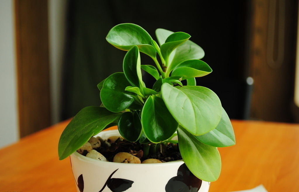  p data-id="gnwxgbnwvb"> a target="_blank" href="/item/青叶碧玉