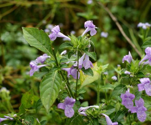  p>假杜鹃(学名: i>barleria cristata  /i>l.